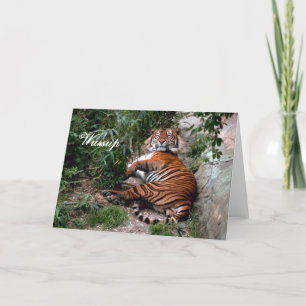 Cartão Tiger Greeting Card