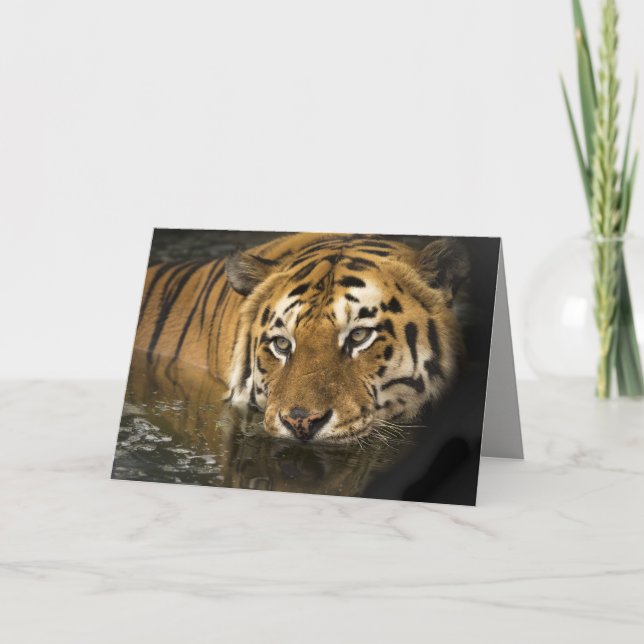 Cartão tiger greeting card (Frente)