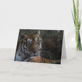 Cartão Tiger Greeting Card-Tarjeta Tigre felicitacion