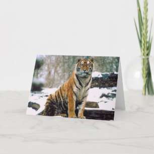 Cartão Tiger in Snow