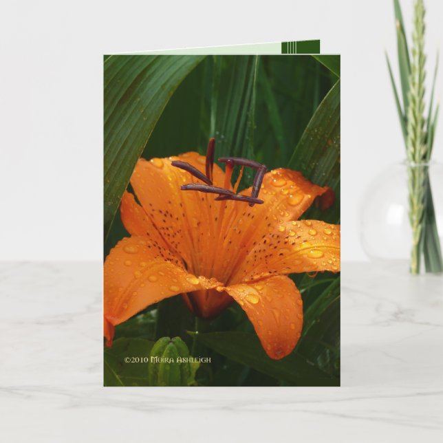 Cartão Tiger in the Green (Frente)