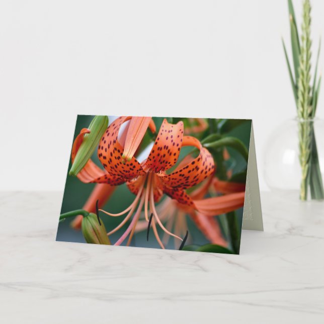 Cartão Tiger Lilies Greeting Card (Frente)