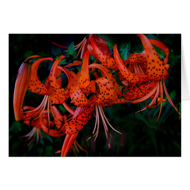 Cartão Tiger Lilly (Frente Horizontal)