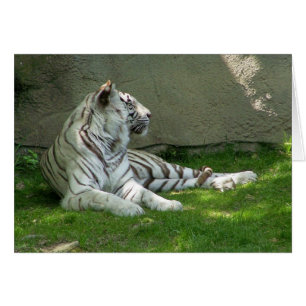 Cartão Tiger n' Grass