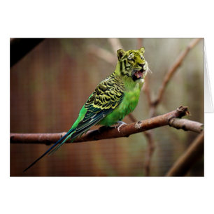 Cartão Tiger Parakeet