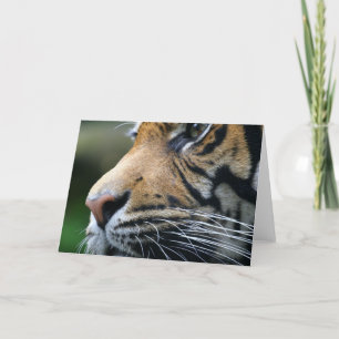 Cartão Tiger Picture Greeting Card