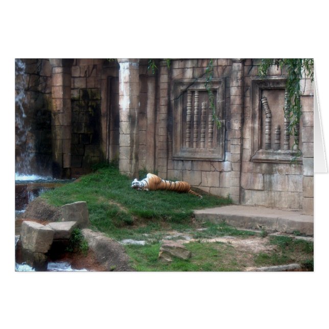 Cartão Tiger Roll (Frente Horizontal)