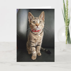 Cartão Tiger Tabby Kitten Birthday or All Occasion Card
