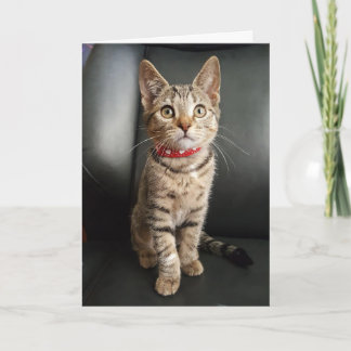Cartão Tiger Tabby Kitten Birthday or All Occasion Card