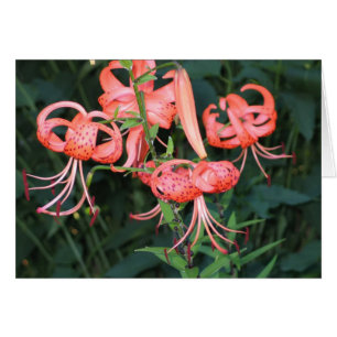 Cartão TigerLillies