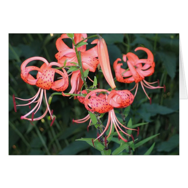 Cartão TigerLillies (Frente Horizontal)