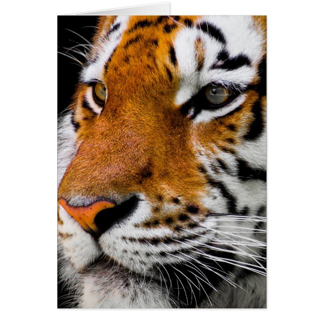 Cartão Tigre (Frente)