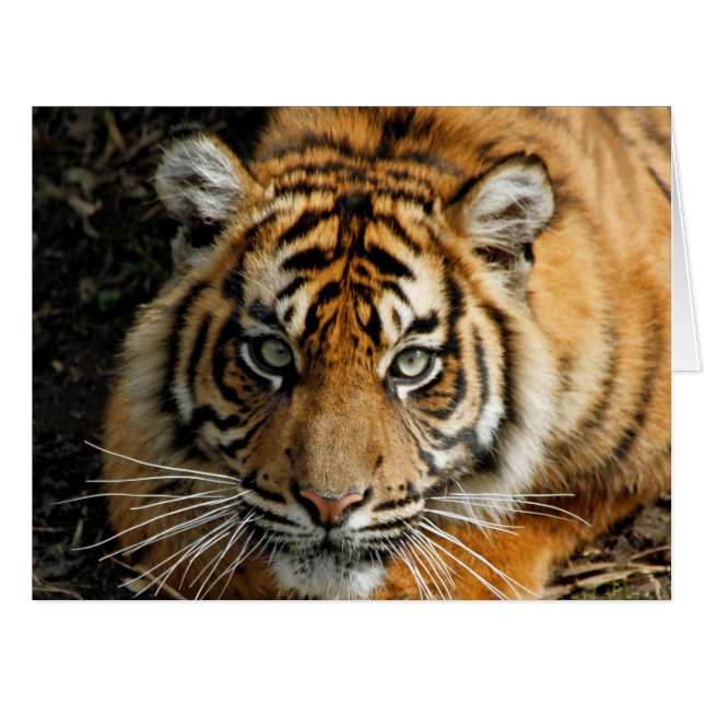 Cartão Tigre 037 (Frente horizontal)