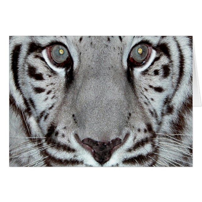 Cartão Tigre Branco (Frente Horizontal)