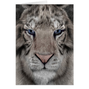 Cartão Tigre Branco