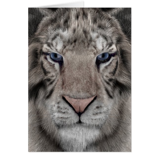 Cartão Tigre Branco (Frente)