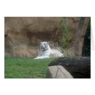 Cartão Tigre Branco Basking