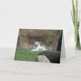 Cartão Tigre Branco Basking