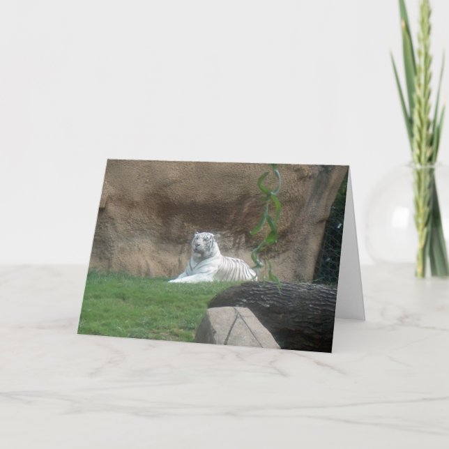 Cartão Tigre Branco Basking (Frente)