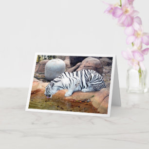 Cartão Tigre Branco Bebendo Água