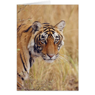 Cartão Tigre-de-bengala-real