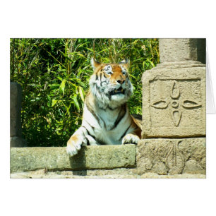 Cartão Tigre no templo