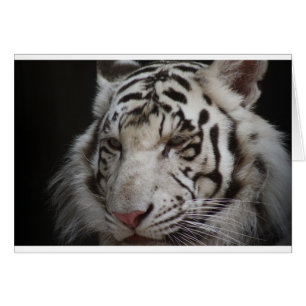 Cartão Tigre Siberian