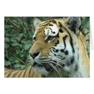 Cartão Tigre siberiano