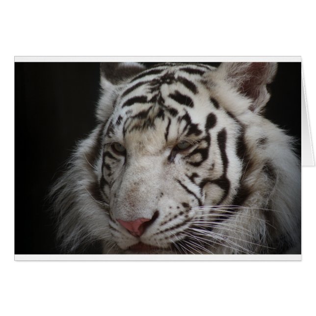 Cartão Tigre Siberiano (Frente Horizontal)