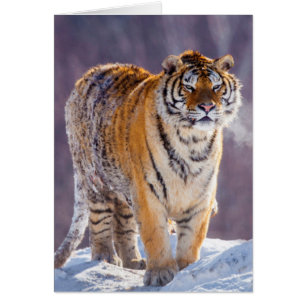 Cartão Tigre siberiano na neve, China