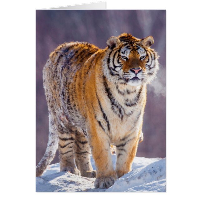 Cartão Tigre siberiano na neve, China (Frente)