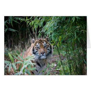Cartão Tigre Sumatran