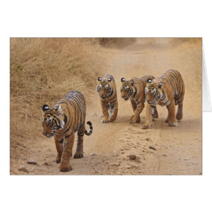 Cartão Tigres de Bengala