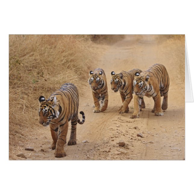 Cartão Tigres de Bengala (Frente Horizontal)