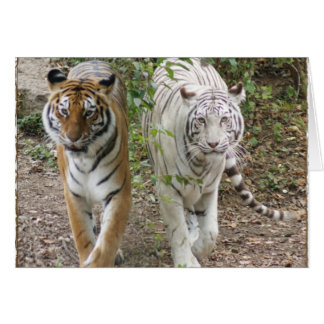 CARTÃO TIGRES DOBRO ORANGE/WHITE DO PROBLEMA 2