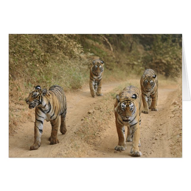 Cartão Tigres Reais de Bengala (Frente Horizontal)