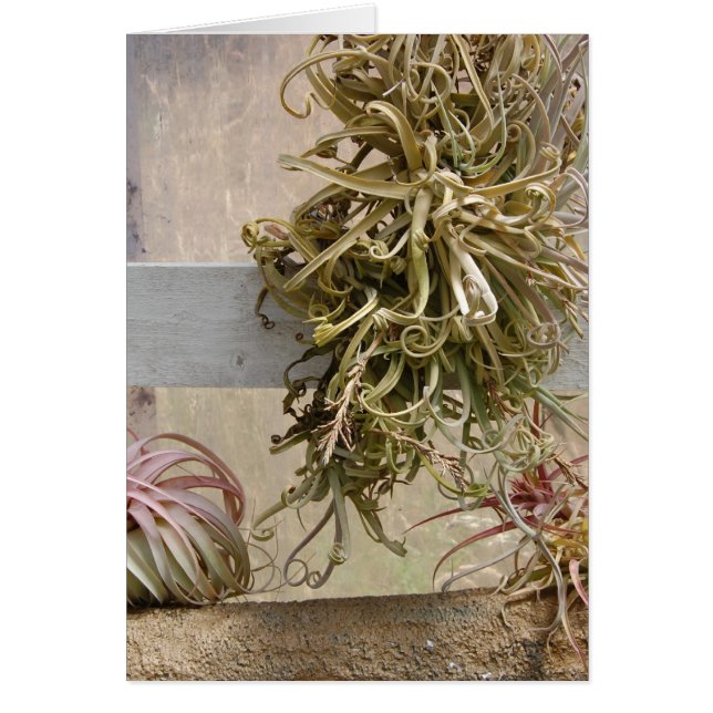 Cartão Tillandsia (Frente)