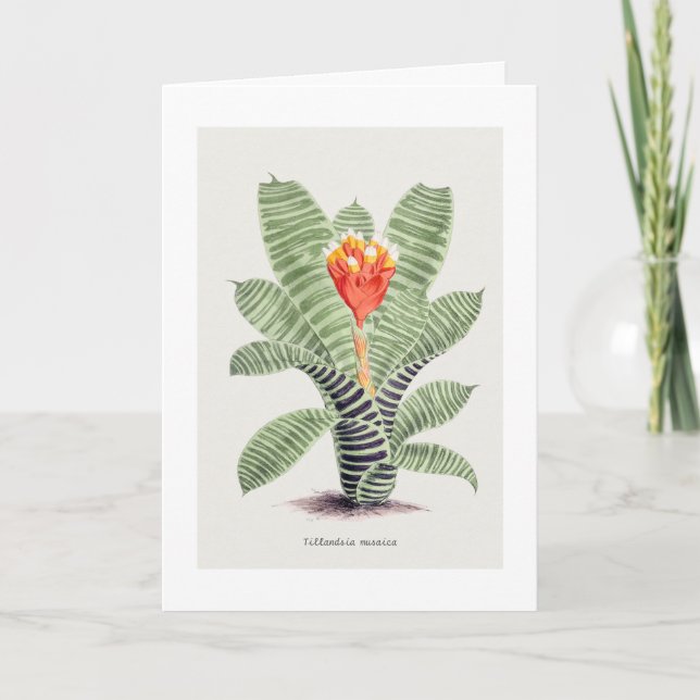 Cartão Tillandsia Musaica, por J. Nugent (Frente)