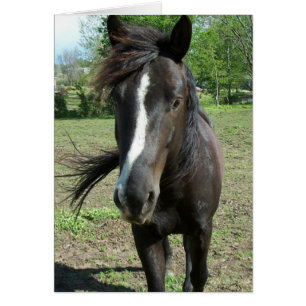 Cartão Tinta do Cavalo