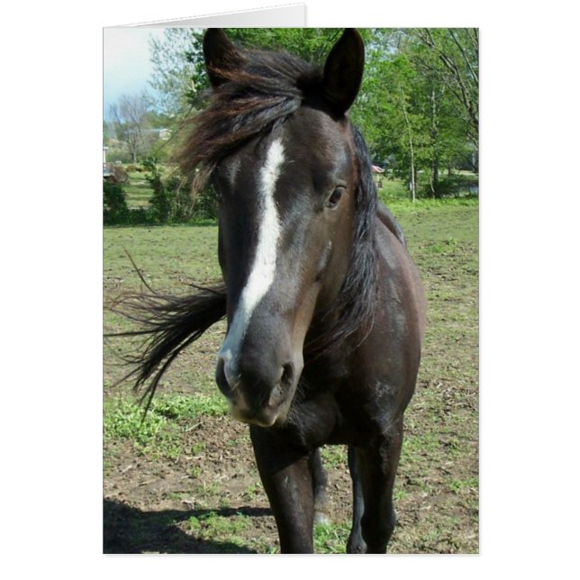 Cartão Tinta do Cavalo (Frente)