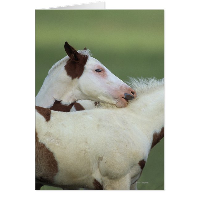 Cartão Tinta Fotos Reproduzindo (Frente)