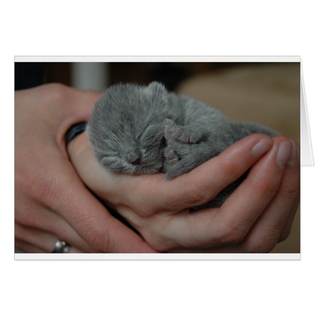 Cartão Tiny Baby Blue Kitten (Frente Horizontal)