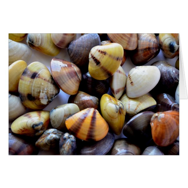 Cartão Tiny Colorful Clam Shells (Frente Horizontal)