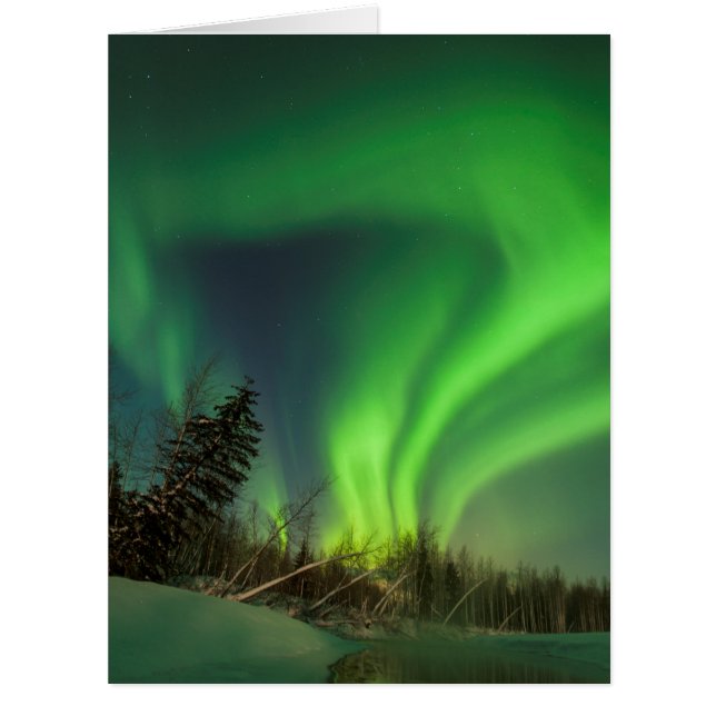 Cartão Tiping Spruce Aurora (Frente)