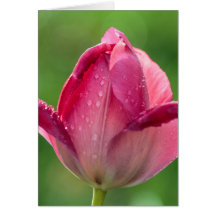 Tiro vertical de uma tulipa cor-de-rosa com orvalh