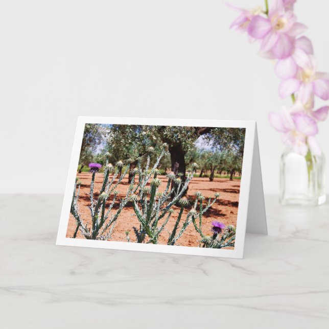 Cartão Tistle de Algodão, fábrica de Onopordum (Orquídea)