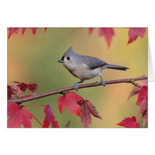 Cartão Titmice adornados