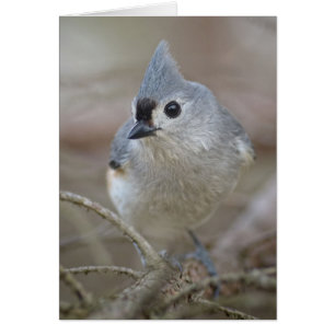 Cartão Titmouse adornado pequeno bonito