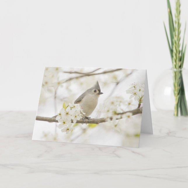 Cartão Titular tufado em árvore de pera (Frente)