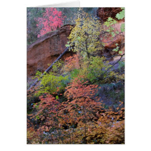 Cartão Todas as cores